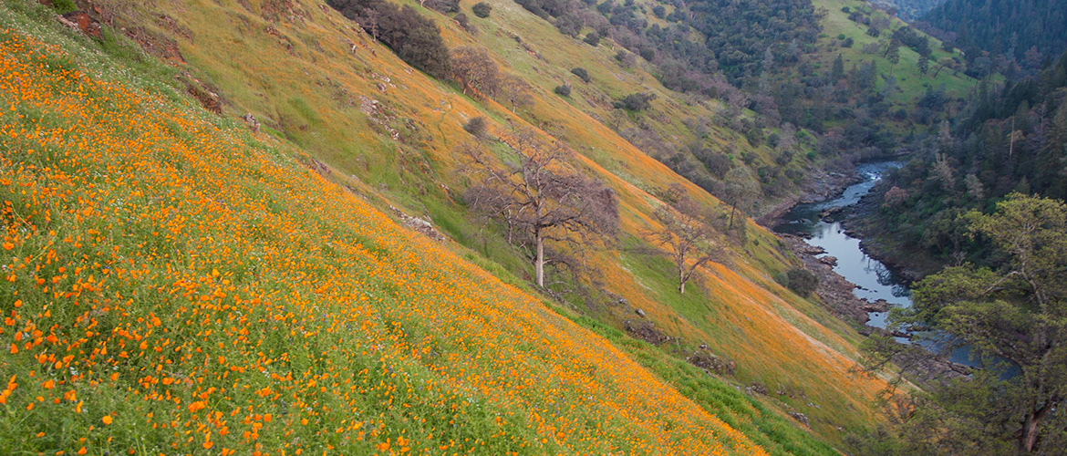 Hillside covered in California poppies overlooking South Fork American river